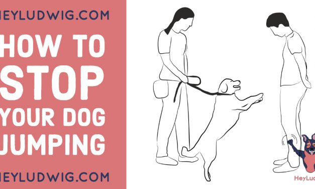 How to Stop Your Dog Jumping