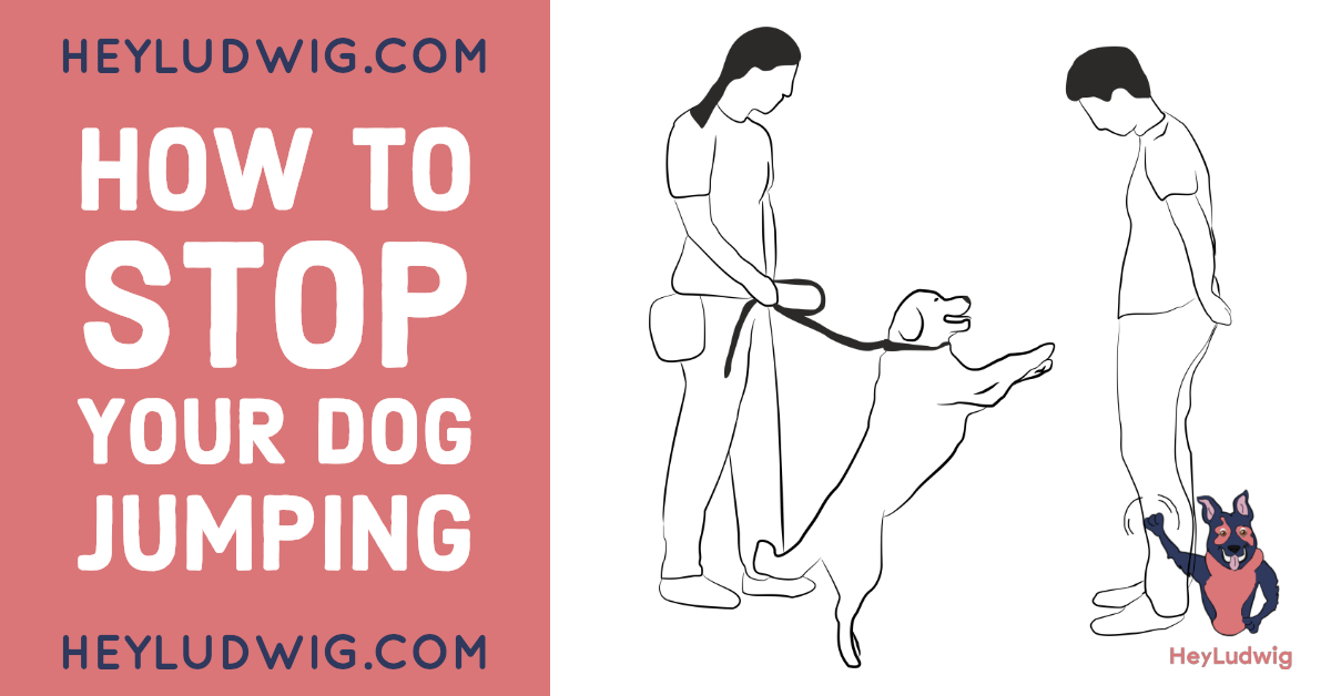 How to Stop Your Dog Jumping