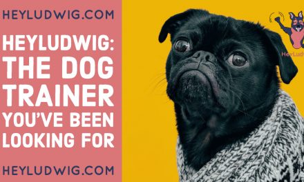 HeyLudwig: The Dog Trainer You’ve Been Looking For
